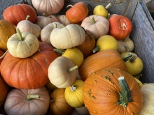 Ornamental Gourds and Specialty Pumpkins