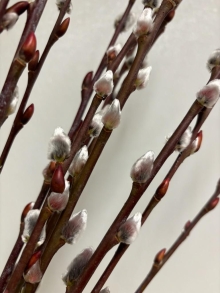 Pussy Willow 