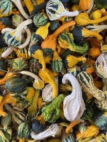 Ornamental Gourds and Specialty Pumpkins 