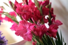 Gladiolus 