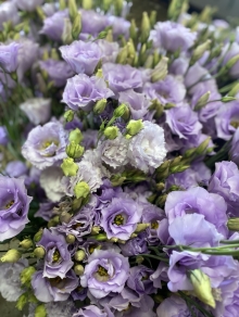 Lisianthus 