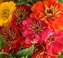 Zinnia