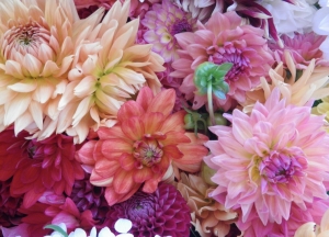 Dahlias 