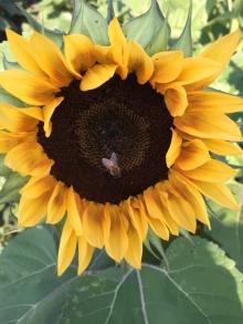 Sunflowers 