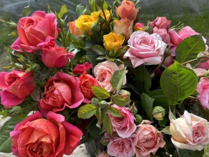 Garden Roses