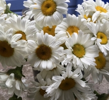 Daisies
