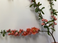 Flowering Quince