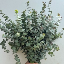 Eucalyptus 