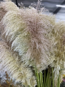 Pampas Grass, Dried