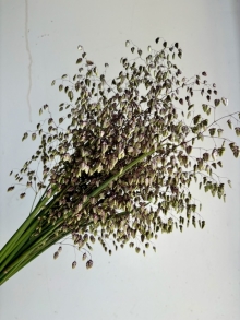 Quaking Grass