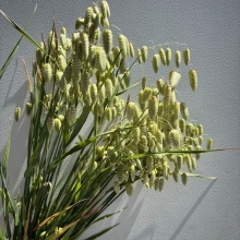 Rattlesnake Grass