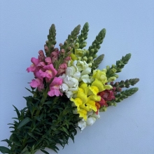 Snapdragons 