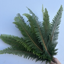 Specialty Fern