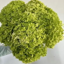 Hydrangea Annabelle, Green