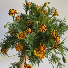 Jester Marigolds