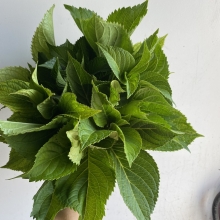 Hydrangea Foliage