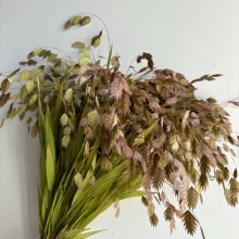 Northern Sea Oats