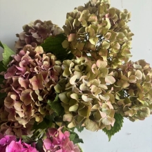 Hydrangea Macrophylla Antique Rose