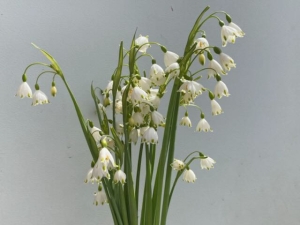 Leucojum