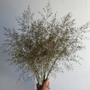 Feather Grass