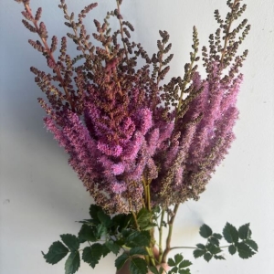 Astilbe