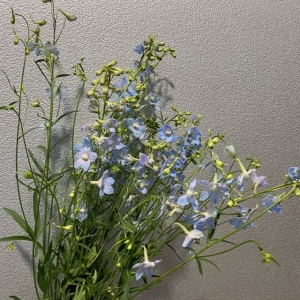 Delphinium Belladonna