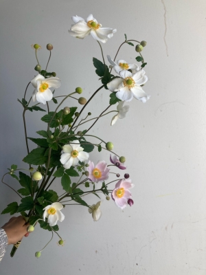 Japanese Anemone