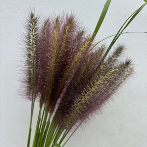 Black Fountain Grass 