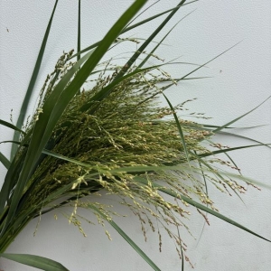Teff