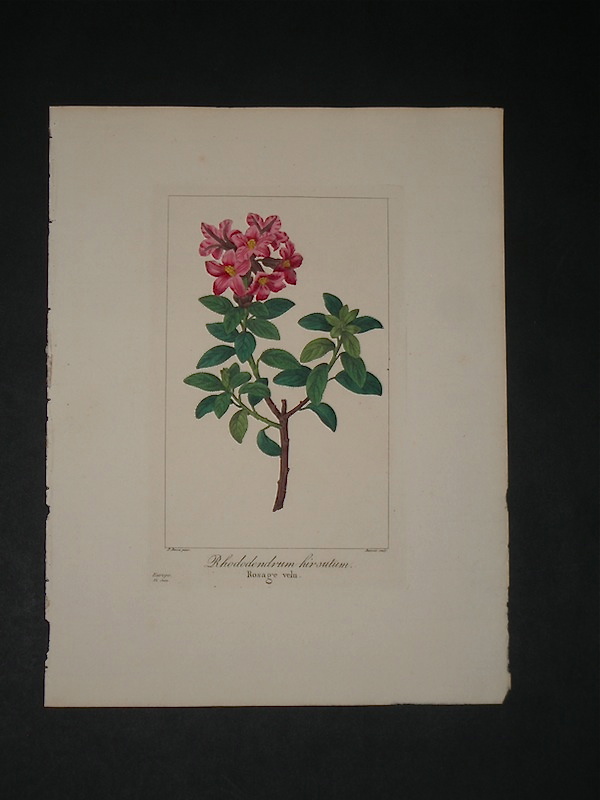 Vasari Fine Art Gallery. Antique Botany Prints. Bessa. Flore des