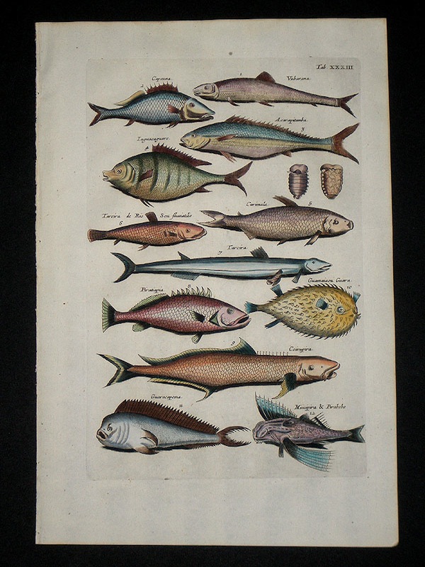 1950 Denizens of the Deep Original Vintage Print - Deep Sea Fish