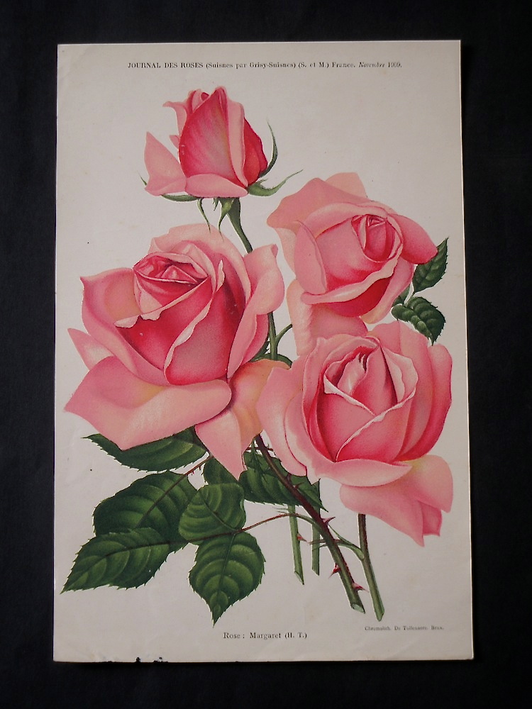 Vasari Fine Art Gallery. Journal des Roses