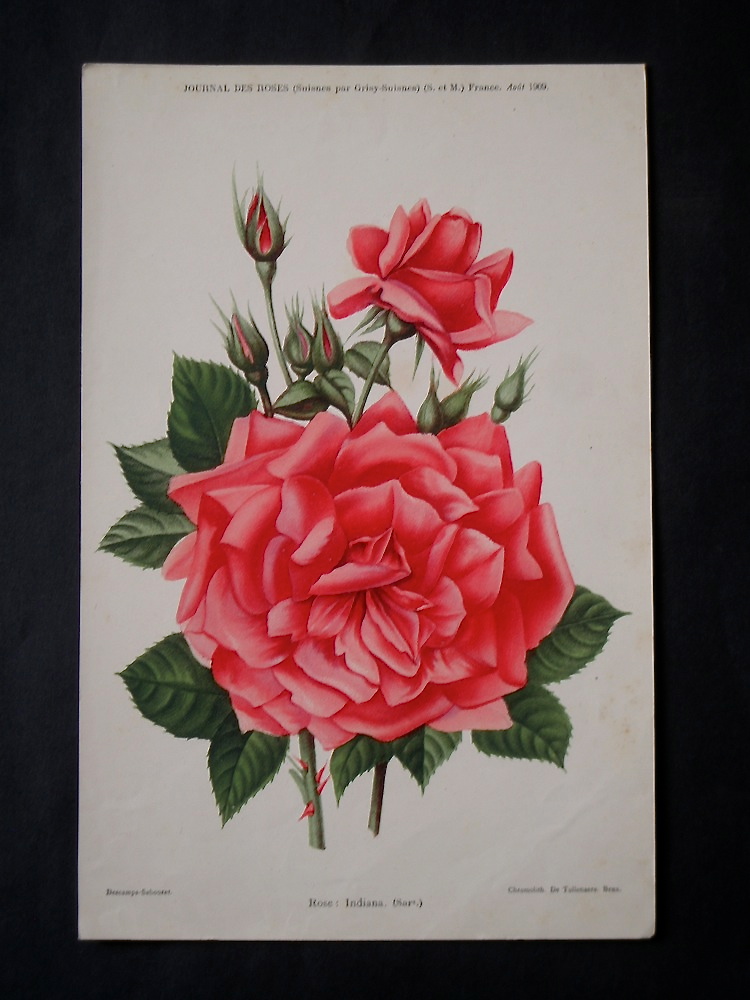 Vasari Fine Art Gallery. Journal des Roses