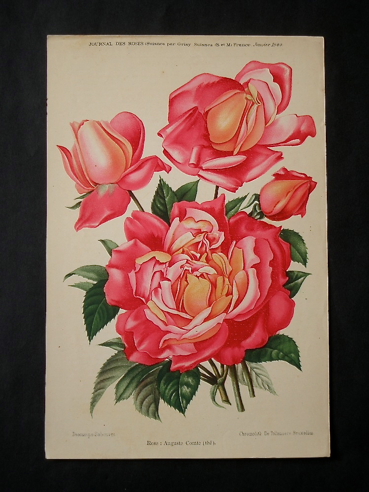 Vasari Fine Art Gallery. Journal des Roses