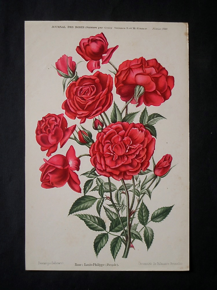 Vasari Fine Art Gallery. Journal des Roses