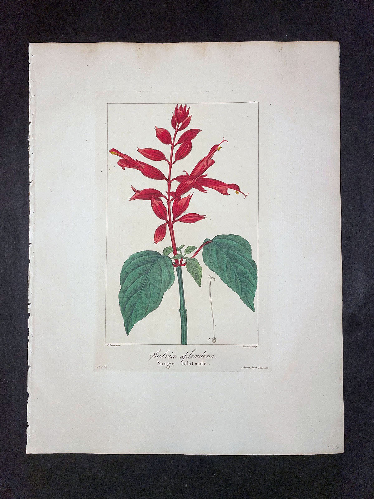 Vasari Fine Art Gallery. Antique Botany Prints. Bessa. Flore des