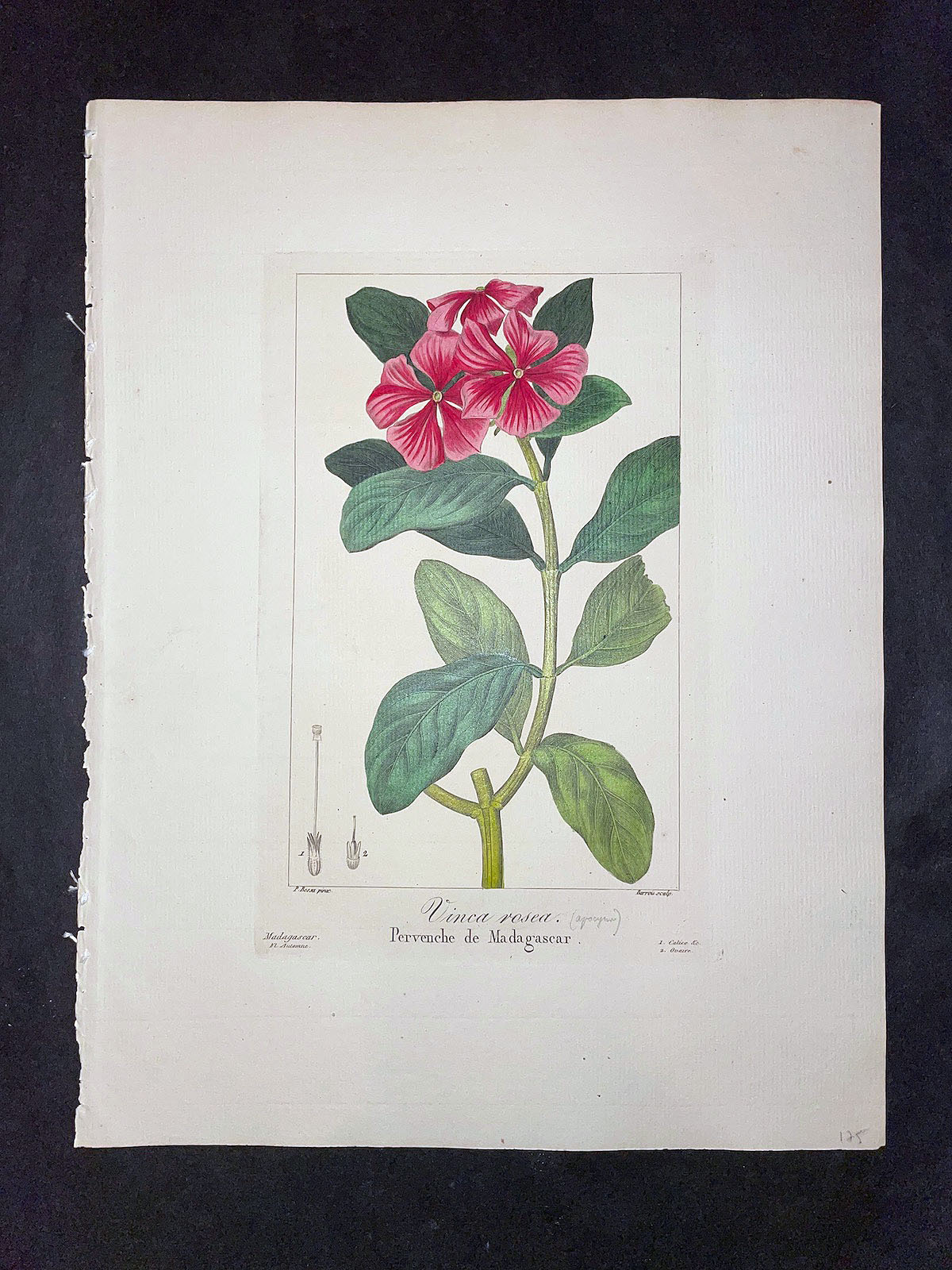 Vasari Fine Art Gallery. Antique Botany Prints. Bessa. Flore des