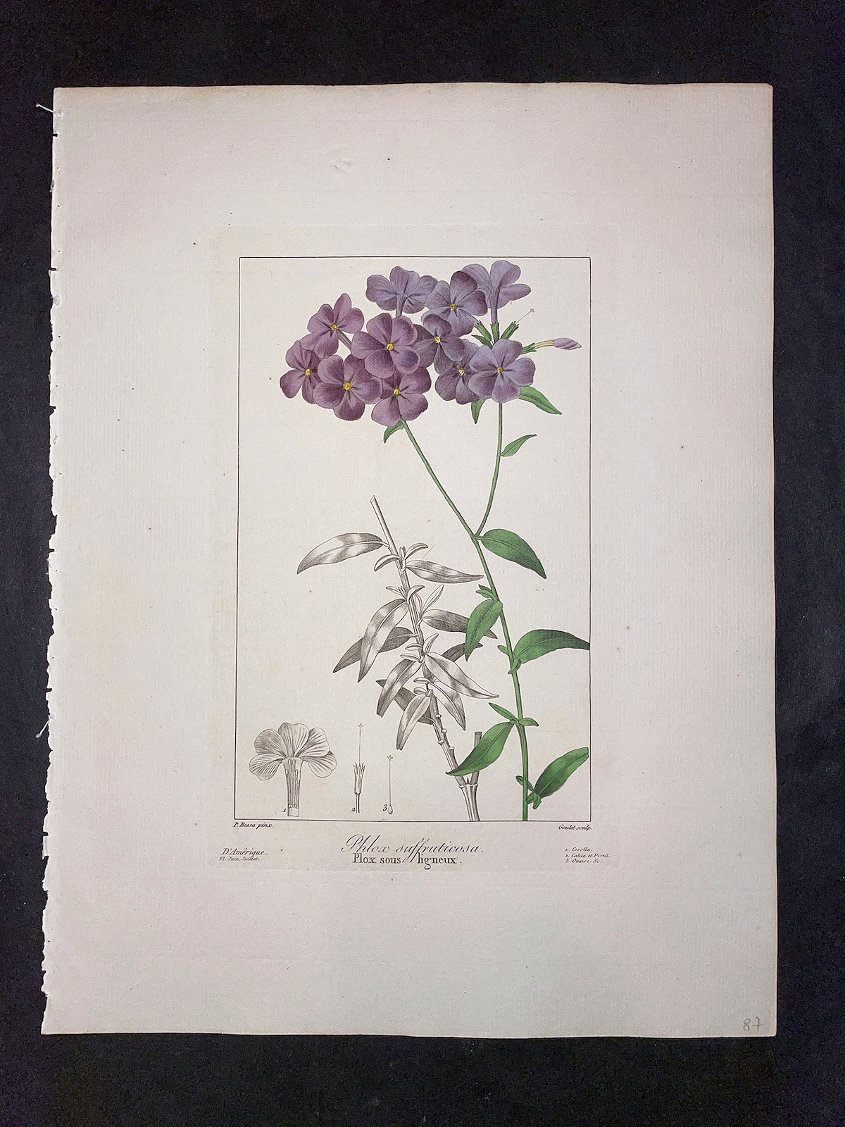 Vasari Fine Art Gallery. Antique Botany Prints. Bessa. Flore des