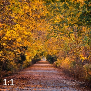 Dark Island Trail 56801