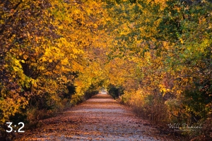 Dark Island Trail 56801