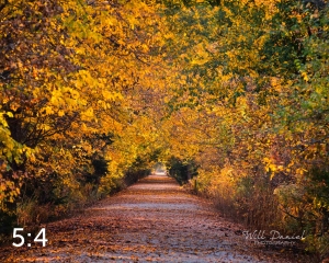 Dark Island Trail 56801