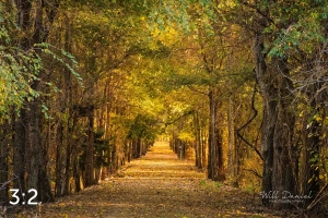 Dark Island Trail 56836