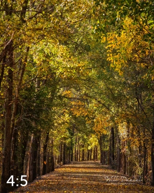 Dark Island Trail 56865