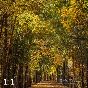 Dark Island Trail 56865