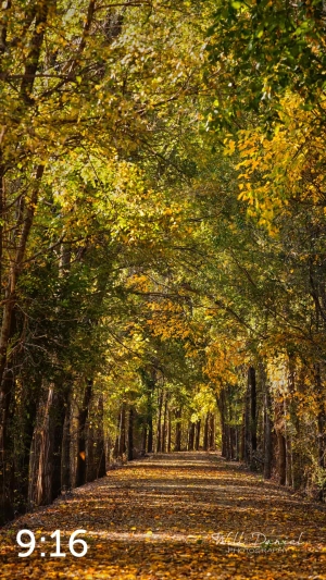 Dark Island Trail 56865