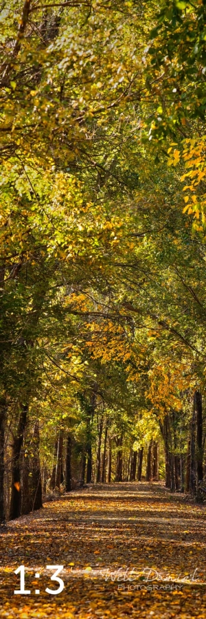 Dark Island Trail 56865