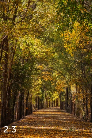 Dark Island Trail 56865