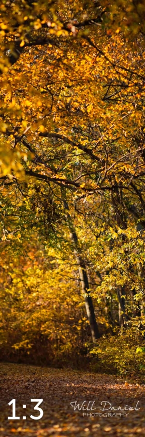 MoPac East Trail 56931