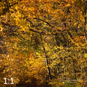 MoPac East Trail 56931