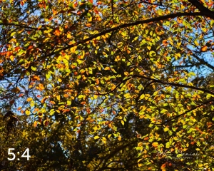 MoPac East Trail 56330